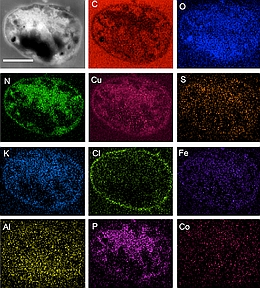 Der Pfad anorganischer Bestandteile innerhalb einer mikrobiellen Zelle, untersucht durch Element-spezifische Ultrastrukturanalyse von Metallosphaera sedula, kultiviert auf NWA 1172.
(Bild: Tetyana Milojevic)
