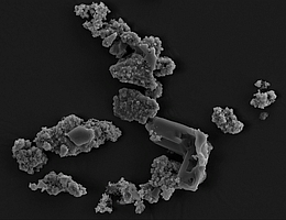 Meteoritenstaubfragmente kolonisiert und biotransformiert von Metallosphaera sedula.
(Bild: Tetyana Milojevic)